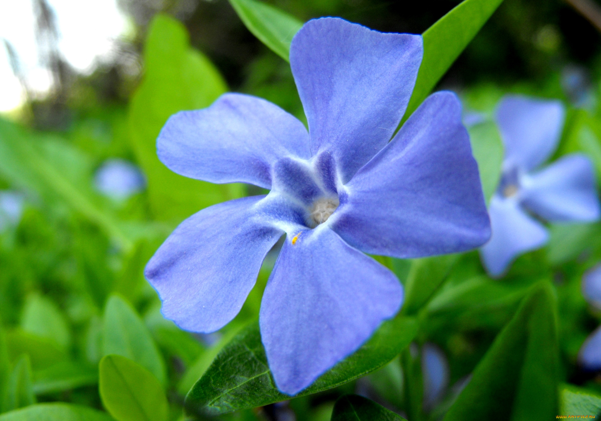 Трава с голубыми цветами 6. Барвинок цветок. Барвинок малый цветок. Барвинок малый (Vínca Mínor). Барвинок малый 'Atropurpurea'.